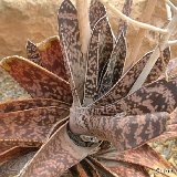 Gasteria acinacifolia Dscf0614.jpg